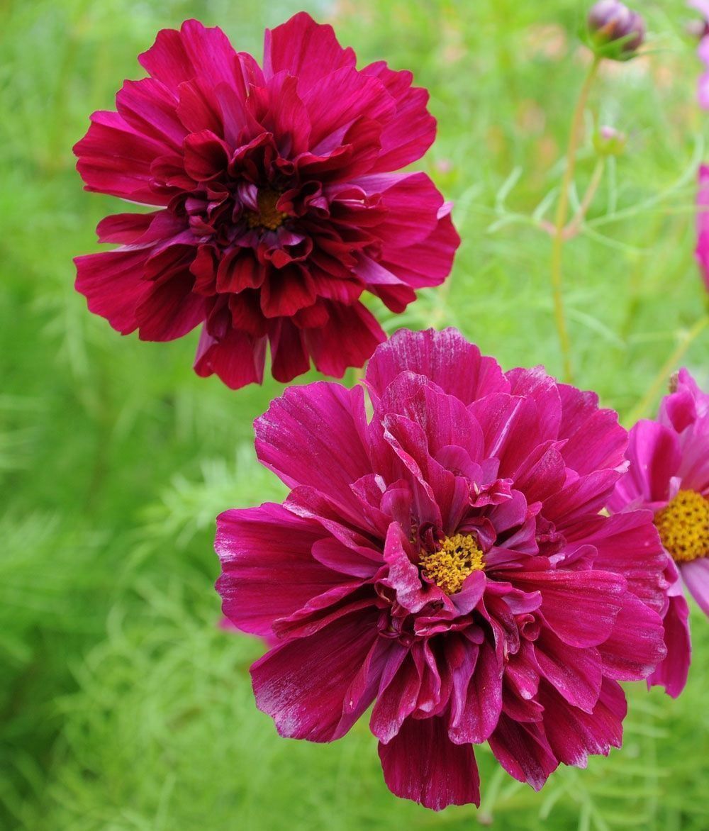 Piante & sementi: 25 Samen DOUBLE CLICK CRANBERRIES Cosmea Schmuckkörbchen – Nuovo (secondo la descrizione) da Ehrendingen venduto da VerveinaSamen 3