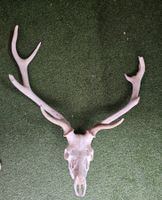 HIRSCH TROPHÄEN UNGERADE 10 SEHR MIT WEISSN ENDER SELTEN