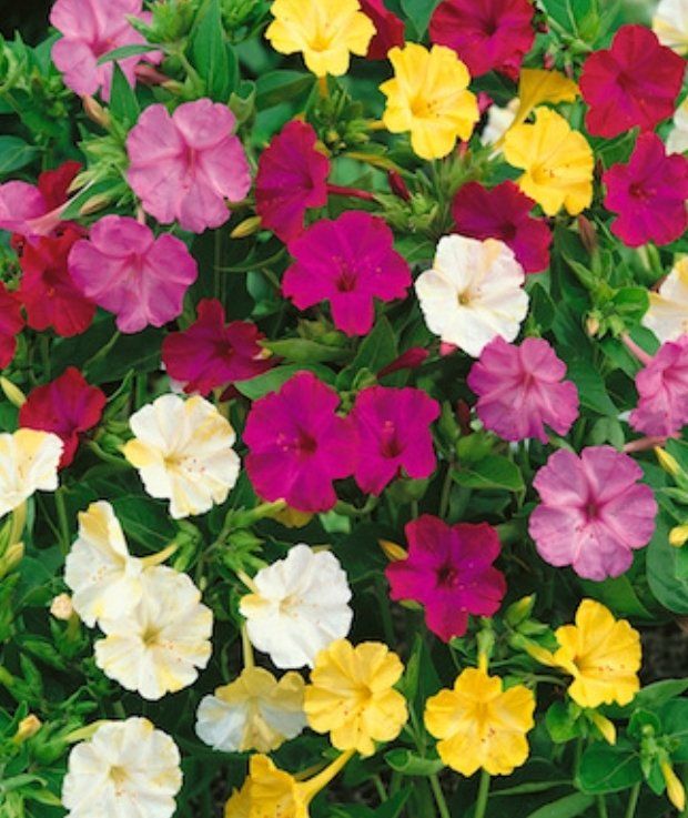 Piante & sementi: 20 SAMEN GRAINES SEMI MIRABILIS MIX Fleur De Mirabilis – Nuovo e nell'imballaggio originale da Rovio venduto da POSITIFFARTandPLANTS 2