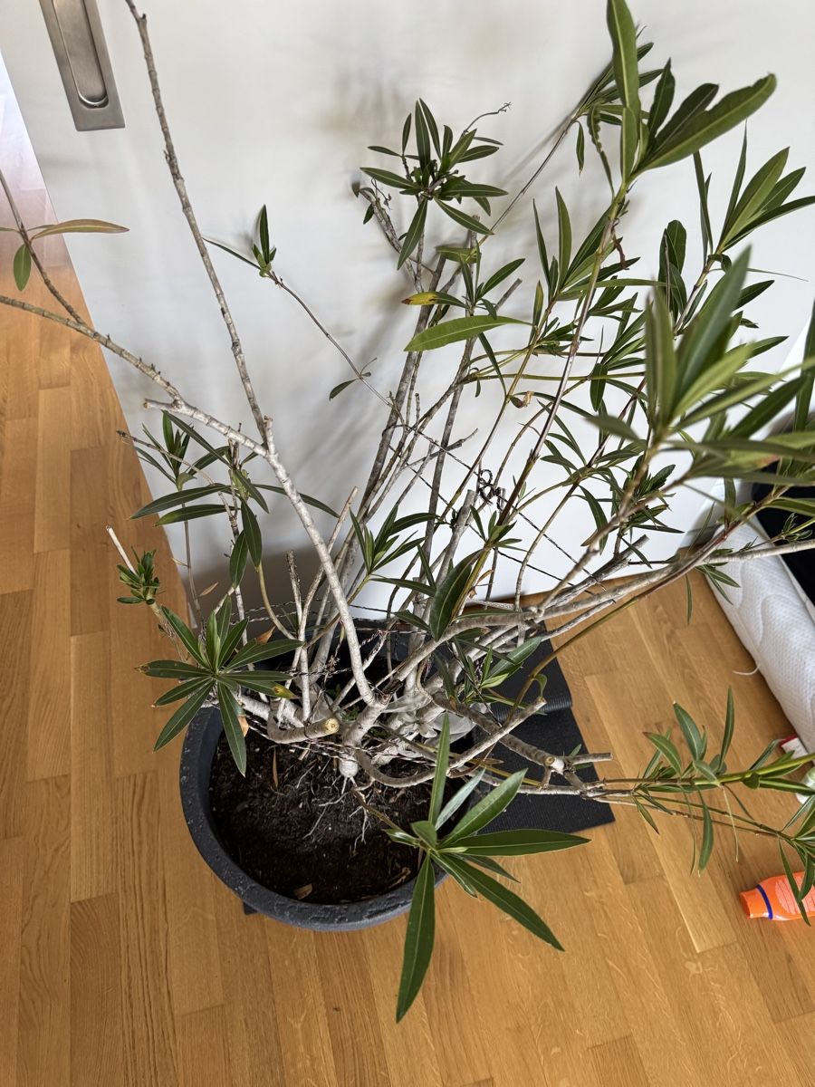 Piante & sementi: Oleander rosa  – Usato da Zürich venduto da hel_6ltj