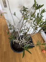 Oleander rosa 