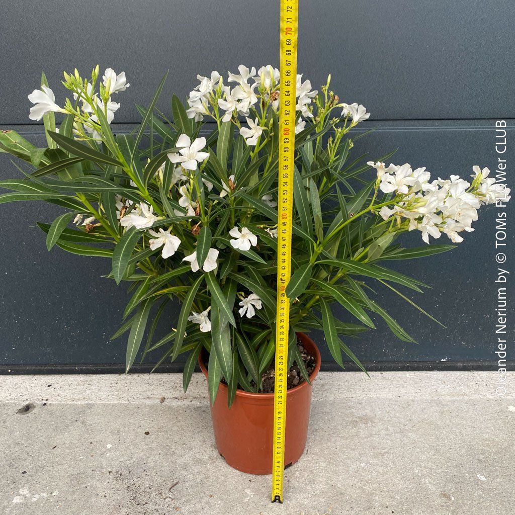 Piante & sementi: Nerium Oleander mediterrane Blütenpracht in weiss oder rosa – Nuovo e nell'imballaggio originale da Adliswil venduto da TAKEYOURPLANT 2