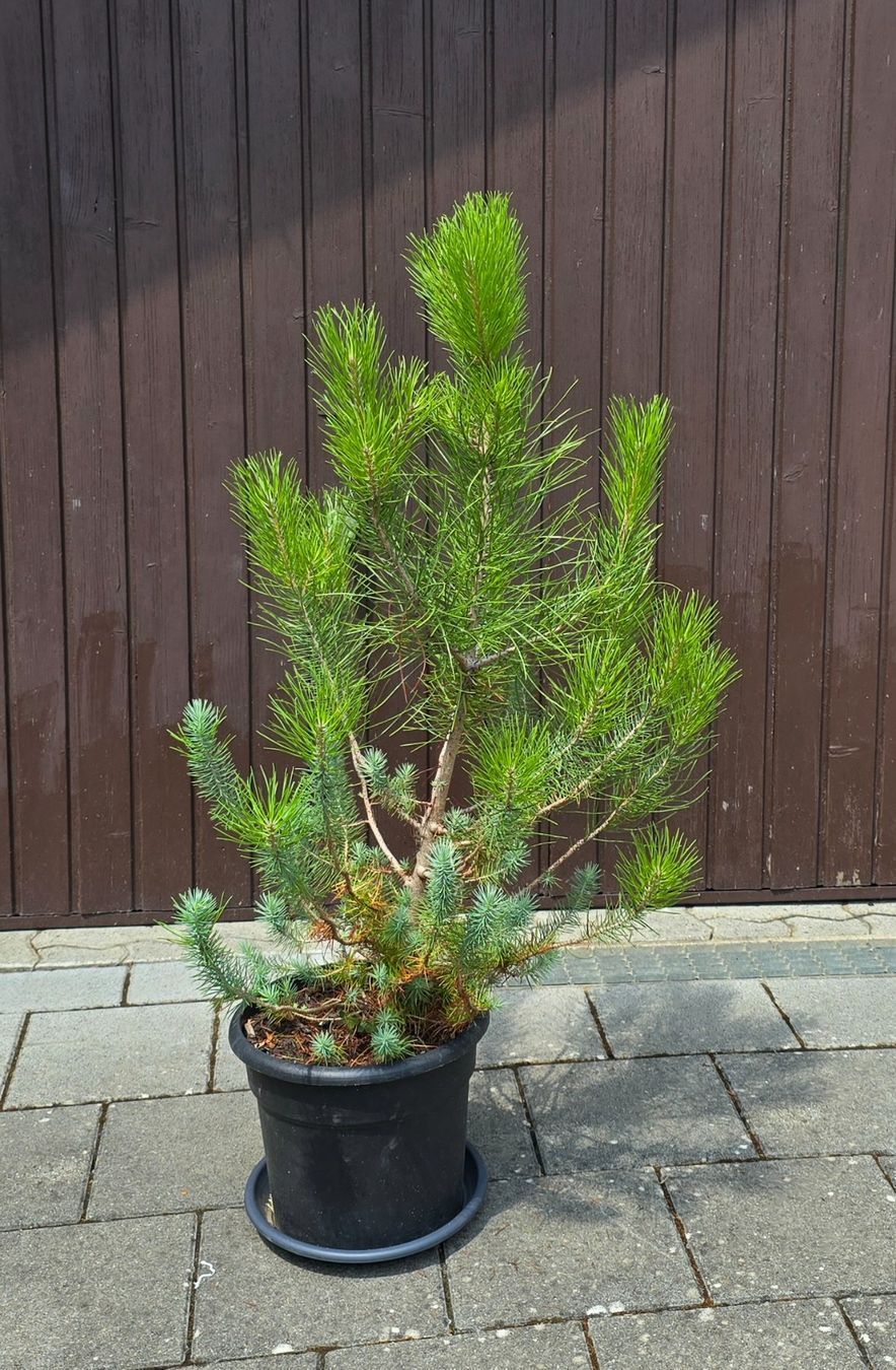 Pflanzen & Samen: Pinus silver crest 🌲 – Gebraucht aus Aarburg von popkorn65 2