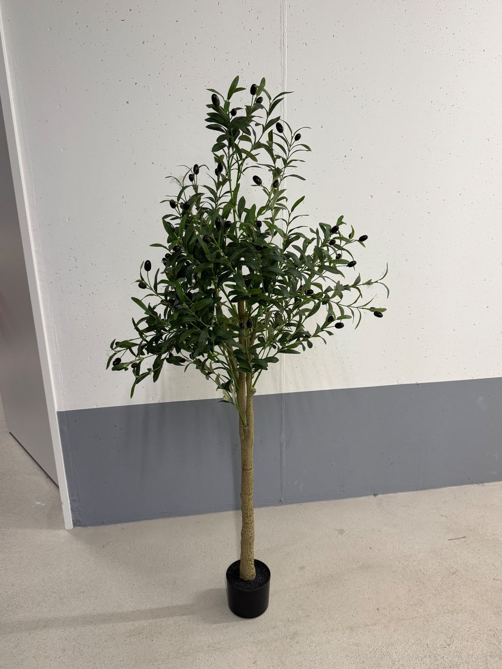 Plantes & graines: Olivenbaum – D'occasion à Zürich par SS59