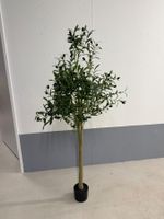 Olivenbaum