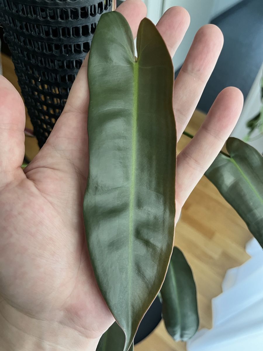 Piante & sementi: Philodendron atabapoense mit Moosstab – Usato da Uster venduto da ke114 1