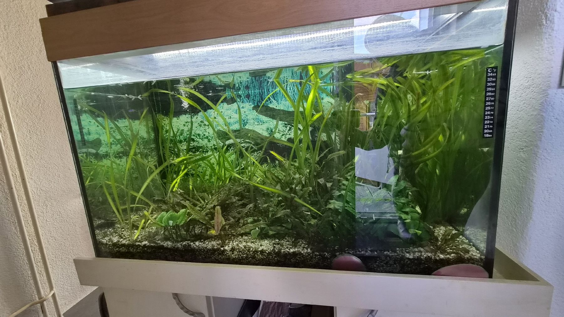 Aquarium: 280Liter Aquarium komplett – Gebraucht aus Kleinandelfingen von jessi2209 1