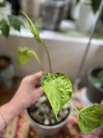 Alocasia Cucullata Variegata Banana Split rhizome 🪴🌱