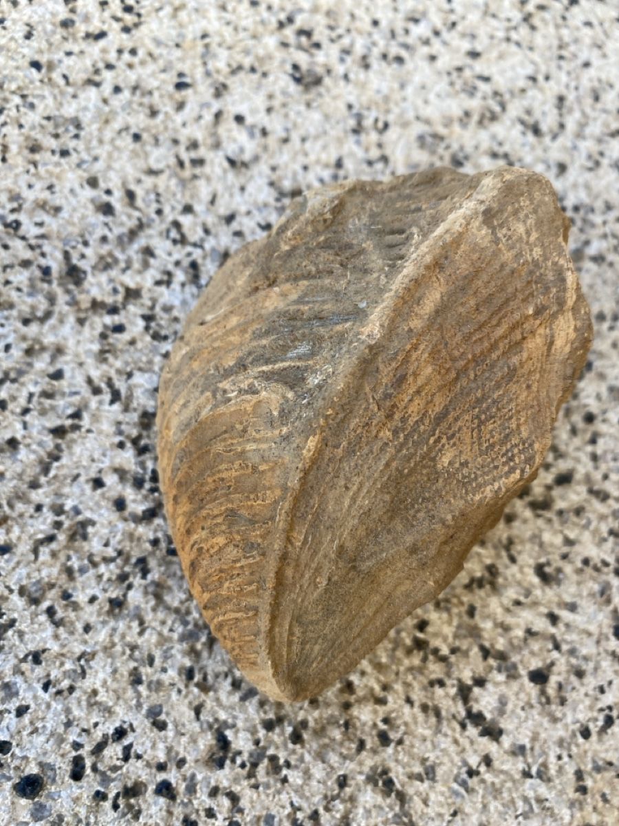 Fossili: Fossilien - Ammonit – Usato da Liestal venduto da Stephanoceras1 5