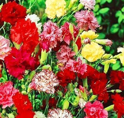 Pflanzen & Samen: 30 Samen DIANTHUS CARYOPHLUS -  Einfache Nelke MIX – Neu und originalverpackt aus Rovio von POSITIFFARTandPLANTS 5