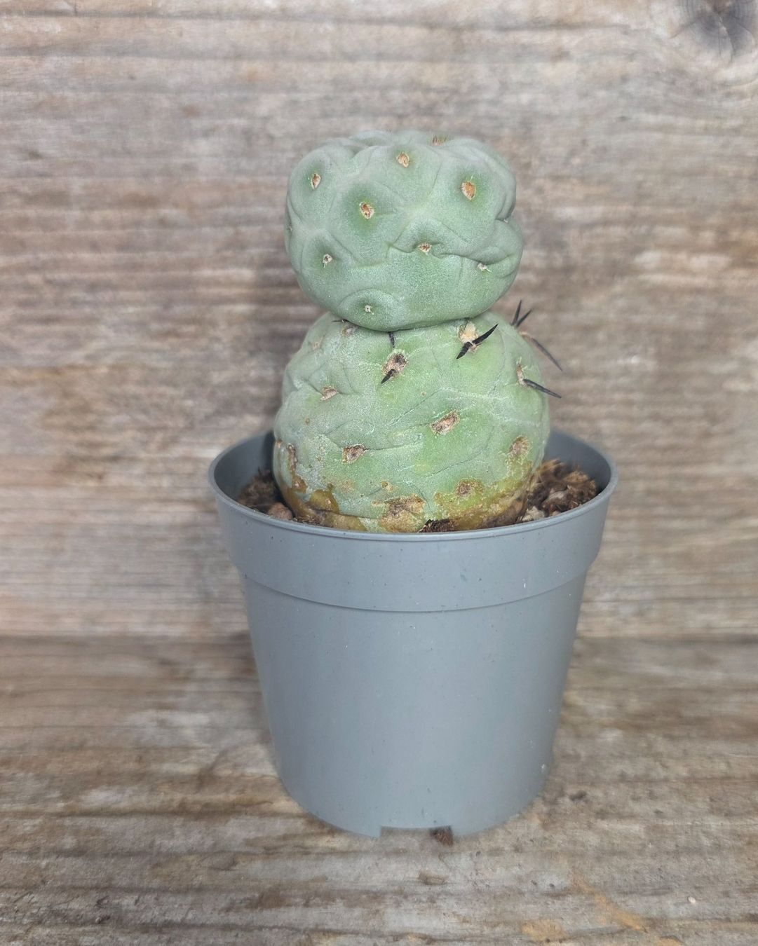 Piante & sementi: Tephrocactus Geometricus – Nuovo (secondo la descrizione) da St.Erhard venduto da Plumilandschweiz 1