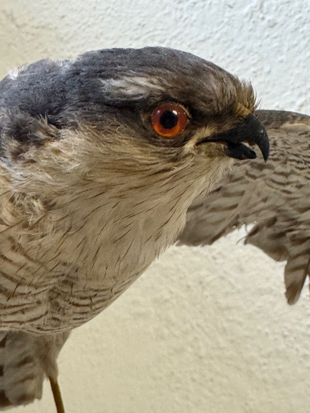 Welt der Tiere: Präparat Sperber / Accipiter nisus – Gebraucht aus zürich von goldklumpen 3
