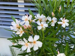 Oleander gelb, 105 cm