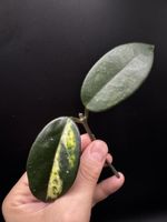 Hoya carnosa madara 'green edge'! Rarität! 🦄