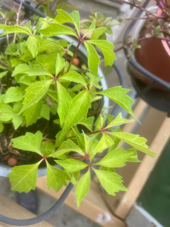 Wilder Wein Fassadenbegrünung mehrere Pflanzen im Topf Kaufen auf Ricardo