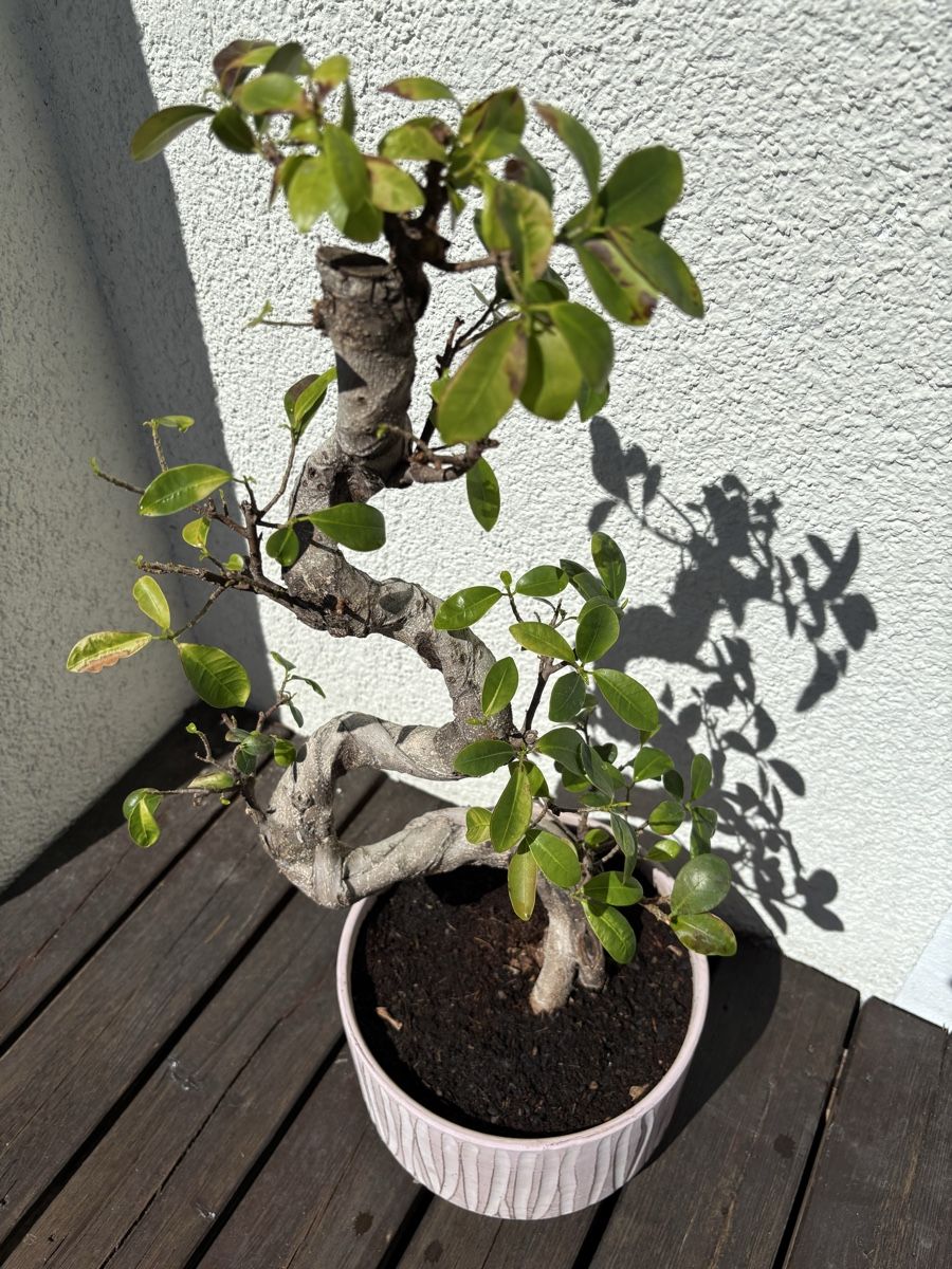 Piante & sementi: Bonsai – Usato da Richterswil venduto da chemie.blume 1