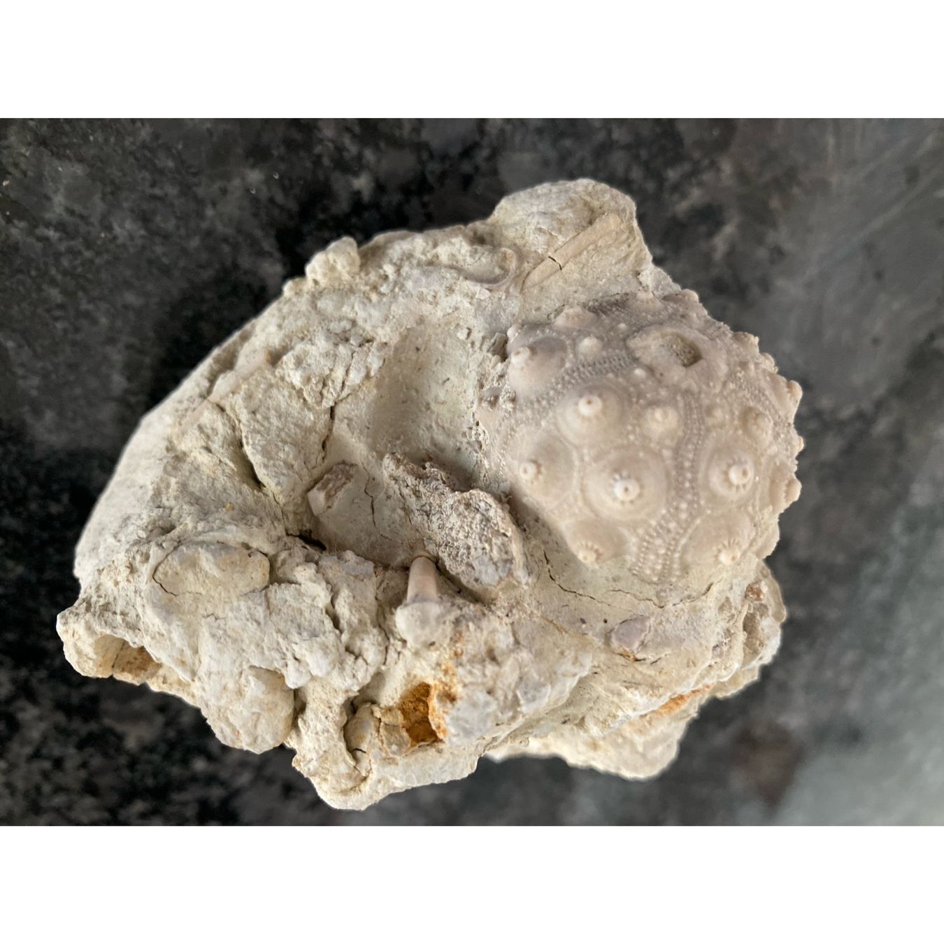 Fossili: Seeigel auf Matrix  - Fossilen  - Versteinerung – Usato da Abtwil AG venduto da Gremlin_gizmo