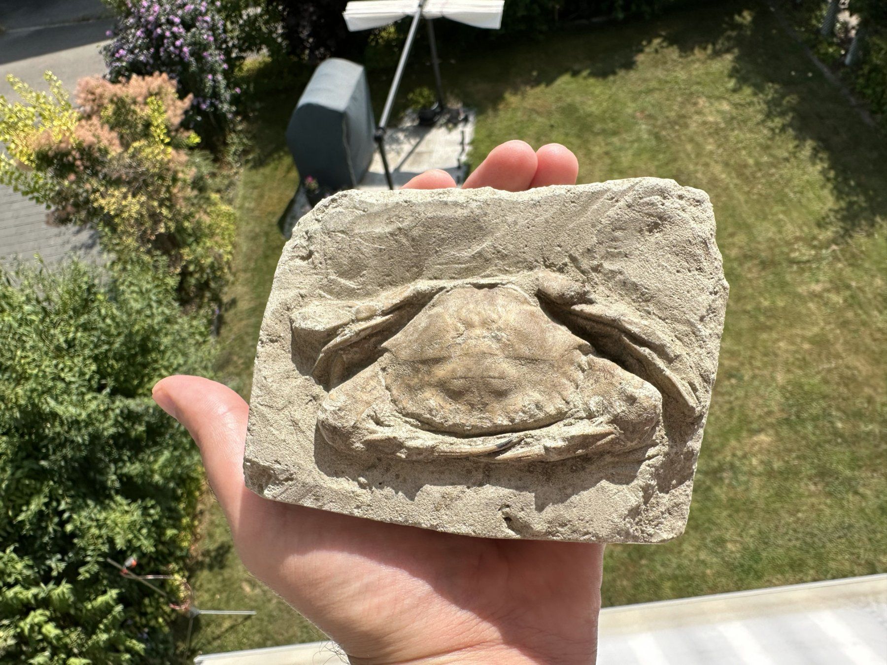 Fossilien: fossile Krabbe Charybdis Indonesien – Gebraucht aus schüpfen von rica122