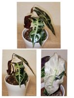 Alocasia Polly Variegata
