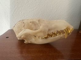 Fuchschädel mit goldigen Zähnen