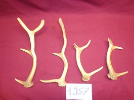 Hirsch, Geweih, Trophäe, Horn, Dekoration Abwurfstangen Hund