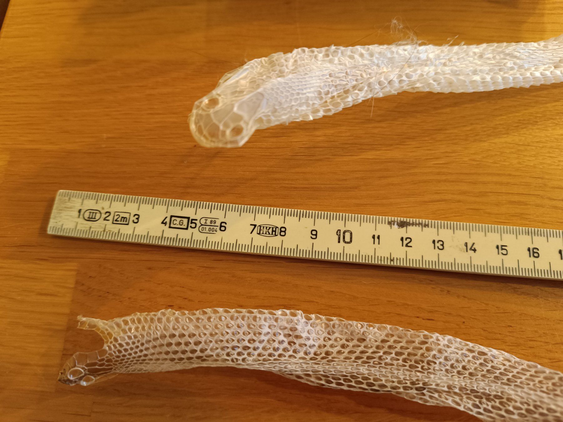 Kit bricolage: Schlangenhaut zum Basteln – Usato da Safenwil venduto da Paschaa 3