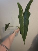 Alocasia Dragons Breath 