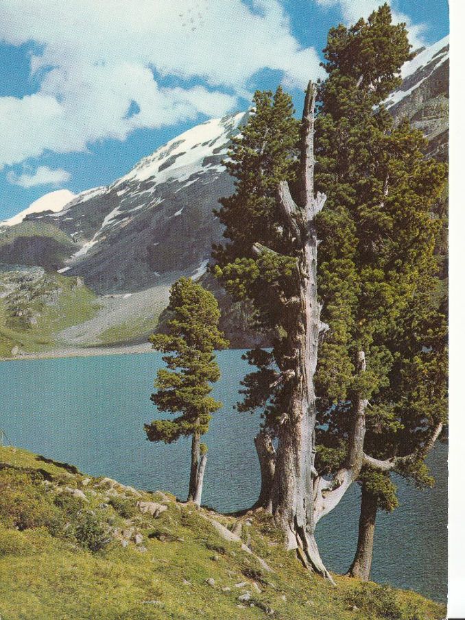 Ansichtskarten: Engstlensee 1977 – Gebraucht aus Bürglen TG von StampGraf
