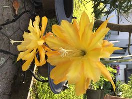 Blattkaktus Giong Bananas(Epiphylum)