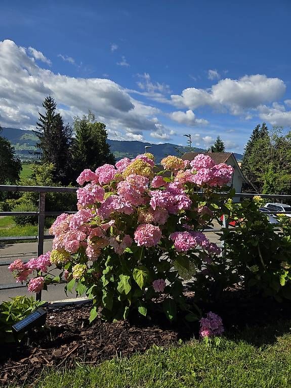 Plantes & graines: Hortensie – D'occasion à Jona par pau_g7rc