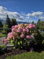 Hortensie