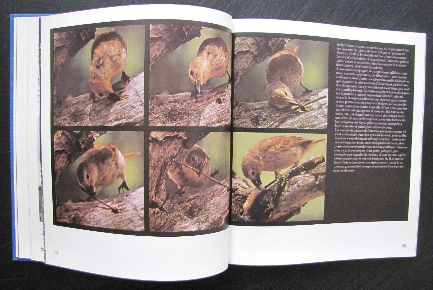 Libri: Oiseaux des terres lointaines. Ed Mondo – Usato da Genève venduto da Brindisina2019 4