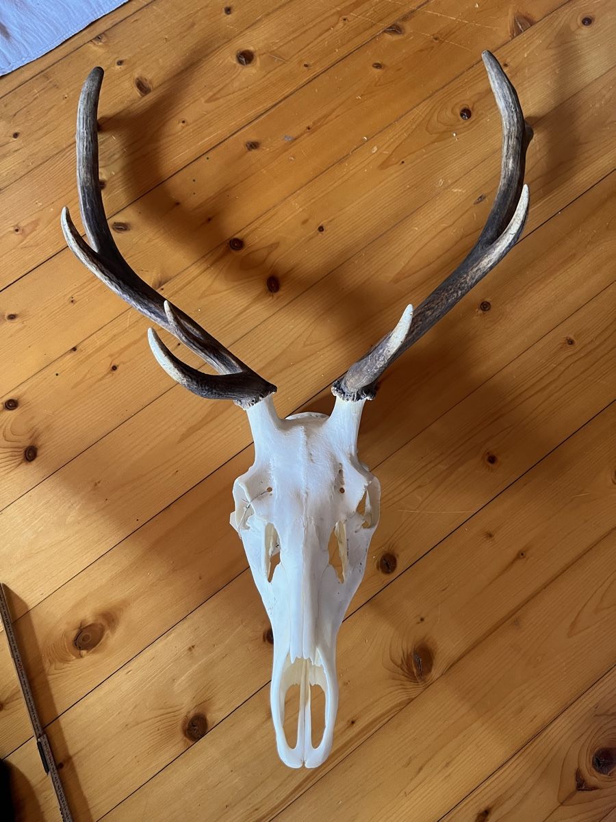 Altre raccolte & rarità: Hirschgeweih Wild Jäger Trophäe – Usato da Maienfeld venduto da DivicoHelveticus