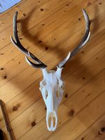Hirschgeweih Wild Jäger Trophäe