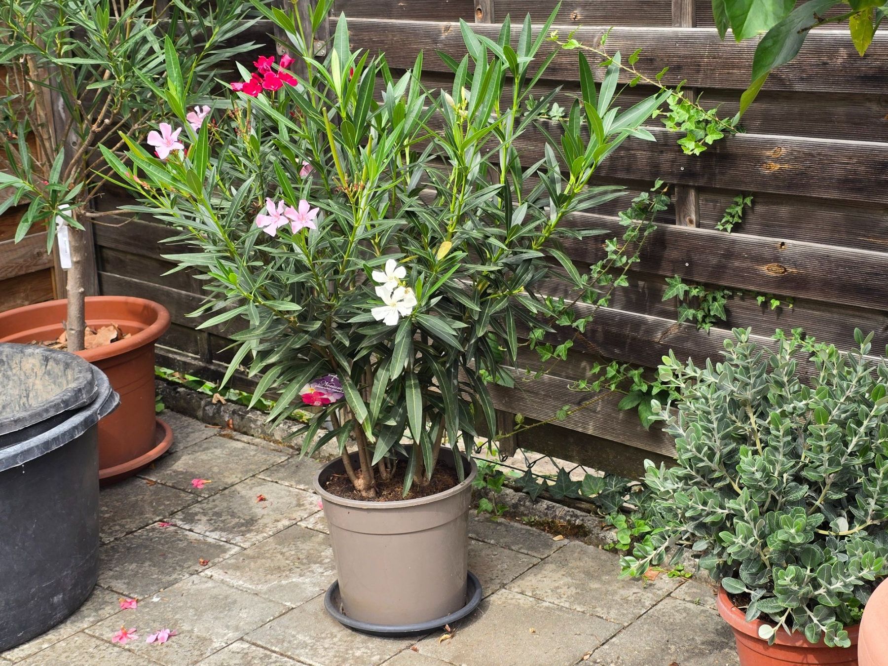 Piante & sementi: Oleander Tricolor – Usato da Aarburg venduto da popkorn65 1