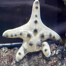 Profile image of jazzlowa