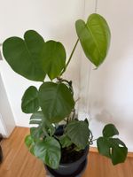 Zimmerpflanze Monstera deliciosa ca. 120 cm hoch