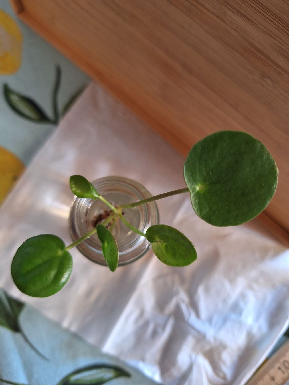 Piante & sementi: Pilea Peperomioides, Ufopflanze – Usato da Zürich venduto da riswa67