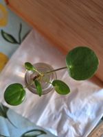 Pilea Peperomioides, Ufopflanze