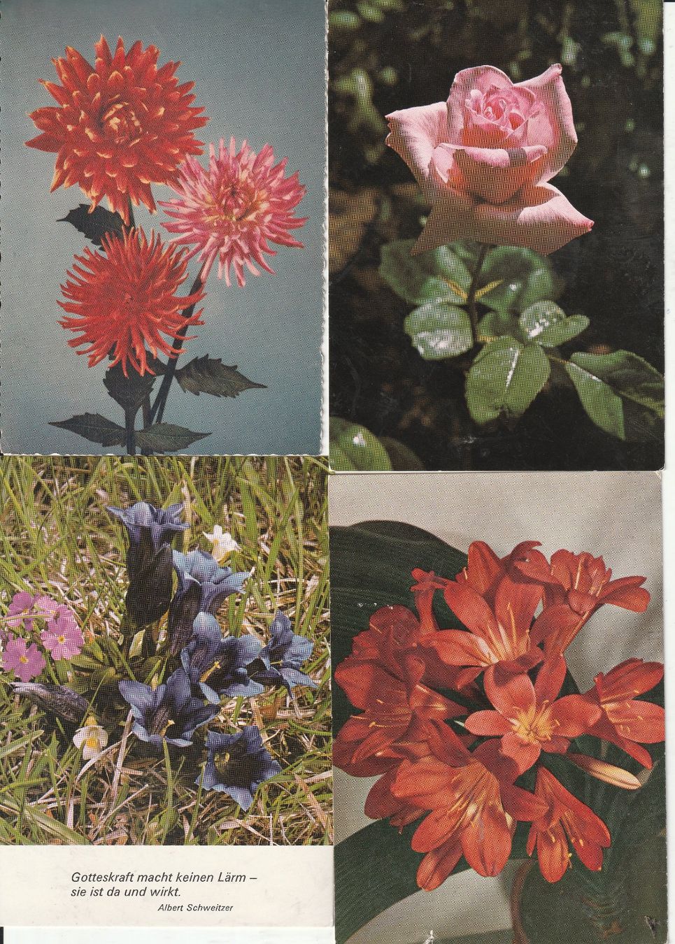 Cartoline postali: 40 Blummenkarten – Usato da Lumbrein venduto da made02 6