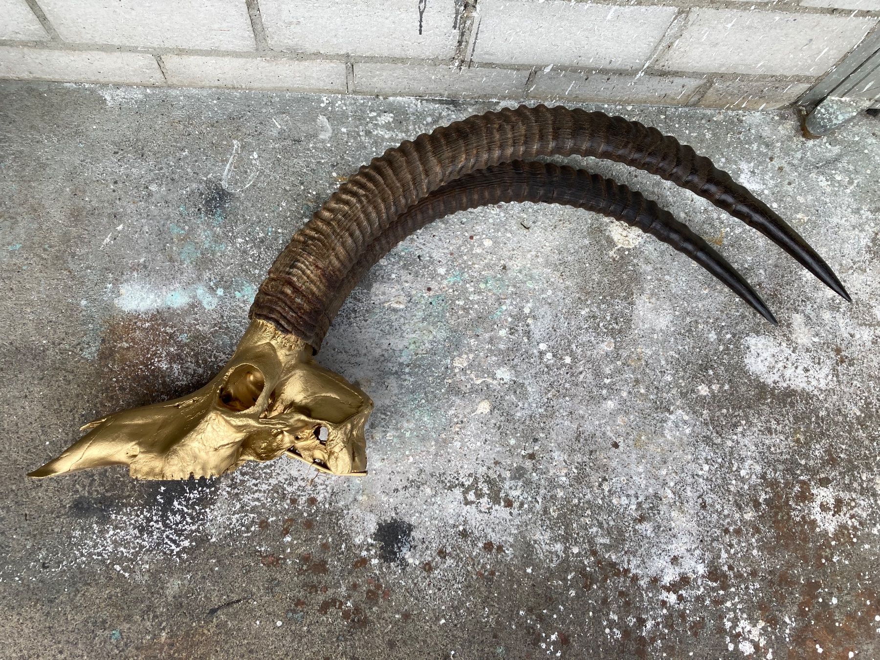 Il mondo degli animali: Rappenantilope Trophäe  1 – Usato da Grosswangen venduto da arum01 5