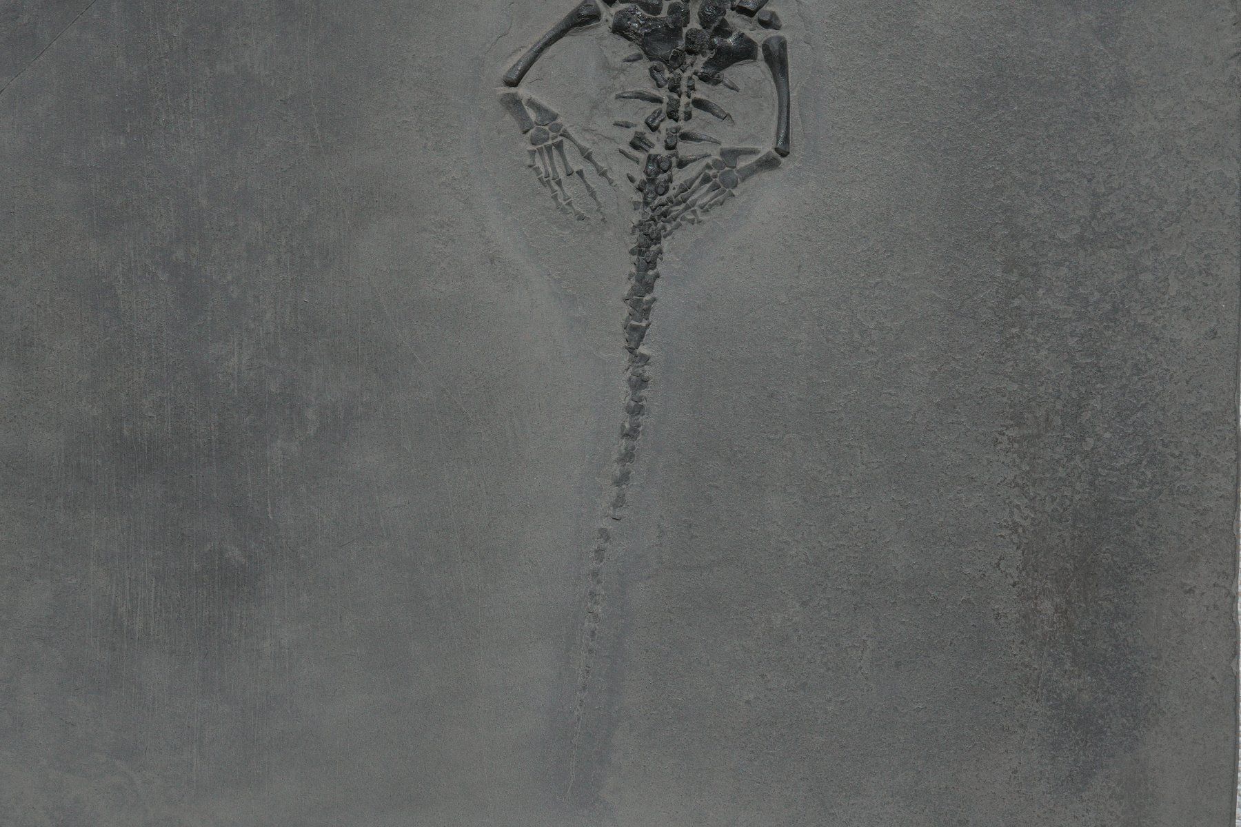 Fossili: grosser Keichousaurus Hui – Usato da schüpfen venduto da rica122 4