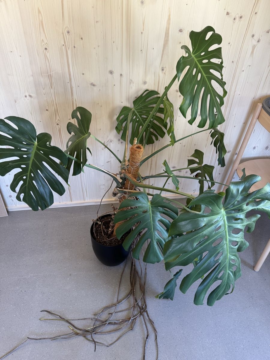 Piante & sementi: Grosse Monstera Deliciosa Zimmerpflanze – Usato da Bolligen venduto da glorja 2