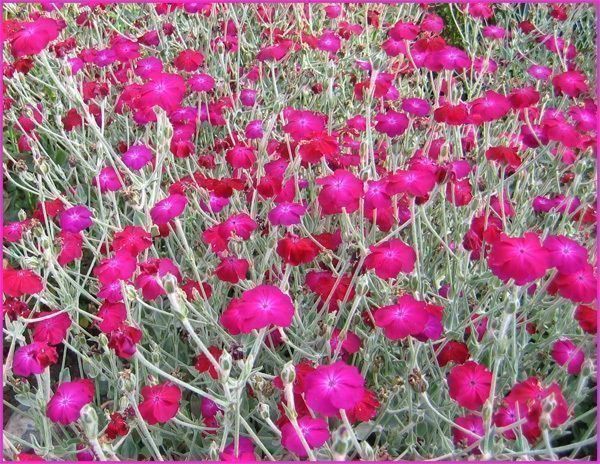 Piante & sementi: 500 Samen Lychnis Coronaria Vexiernelke – Nuovo (secondo la descrizione) da Ehrendingen venduto da VerveinaSamen