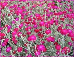 500 Samen Lychnis Coronaria Vexiernelke