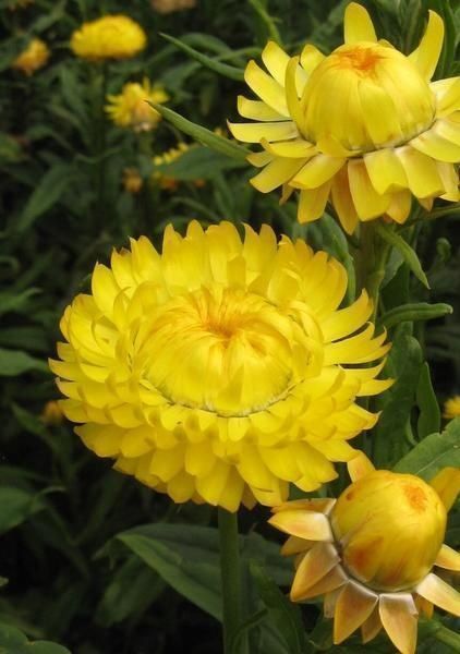 Piante & sementi: 300 Samen STROHBLUME GELB – Nuovo (secondo la descrizione) da Ehrendingen venduto da VerveinaSamen
