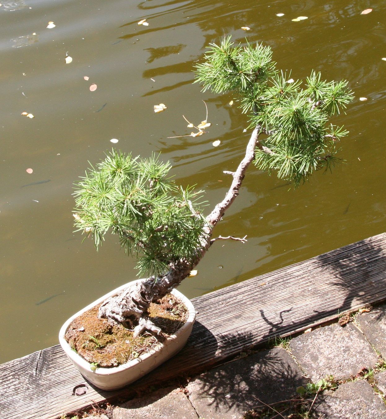 BONSAI - Europische Lrche (Neu (gemss Beschreibung)) in Gretzenbach fr  CHF 110  nur Abholung auf Ricardo kaufen