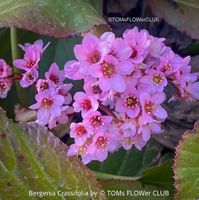 Bergenie - Bio-Staude für den Garten - Zeit zum Pflanzen