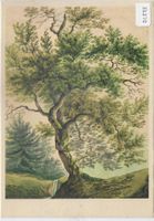 Gottfried Keller - Eiche, Chene, Quercia
