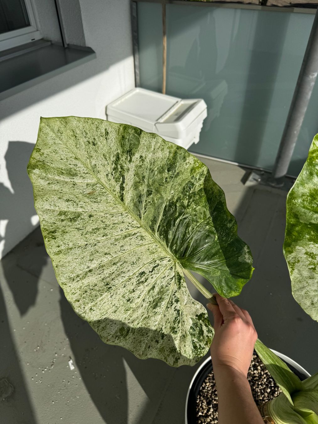 Piante & sementi: 🌱Alocasia odora batik – Usato da Niederbuchsiten venduto da GreenGems 2